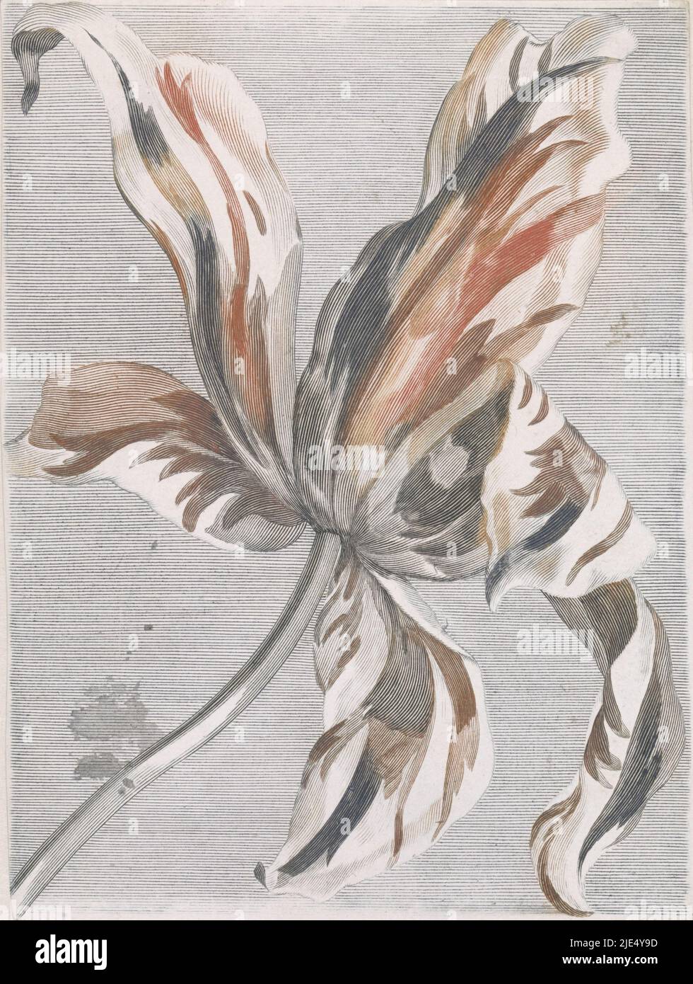 Tulipe, imprimeur: Anonyme, Johan Teyler, pays-Bas, 1688 - 1698, papier, gravure, h 186 mm × l 140 mm Banque D'Images