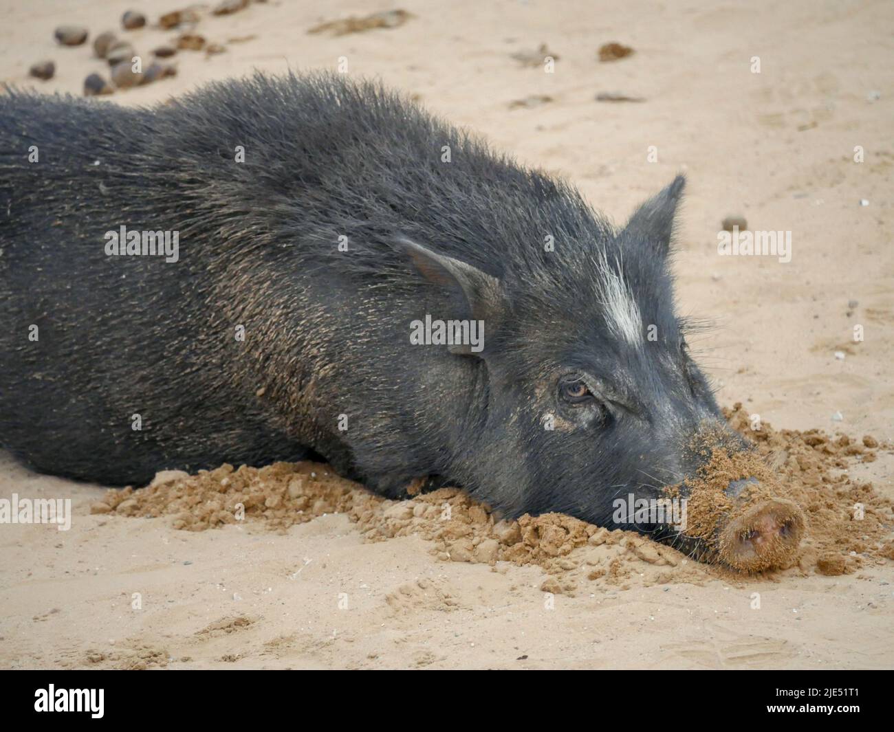 Les porcs errants librement dans les zones rurales des villages indiens. Banque D'Images
