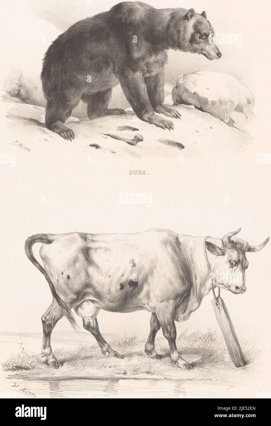 Deux spectacles avec un ours et une vache, Vache, imprimeur: Victor Adam, (mentionné sur l'objet), imprimeur: Benard Lemercier & Cie, (mentionné sur l'objet), éditeur: Priston, (mentionné sur l'objet), Paris, 1837 - 1843, papier, h 479 mm × l 312 mm Banque D'Images