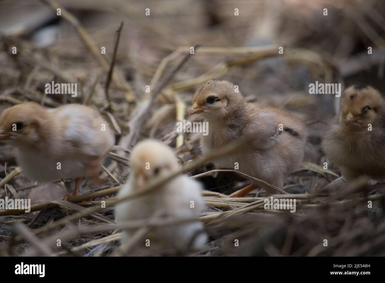 Magnifique portrait de poussins de bébé mignons. Banque D'Images