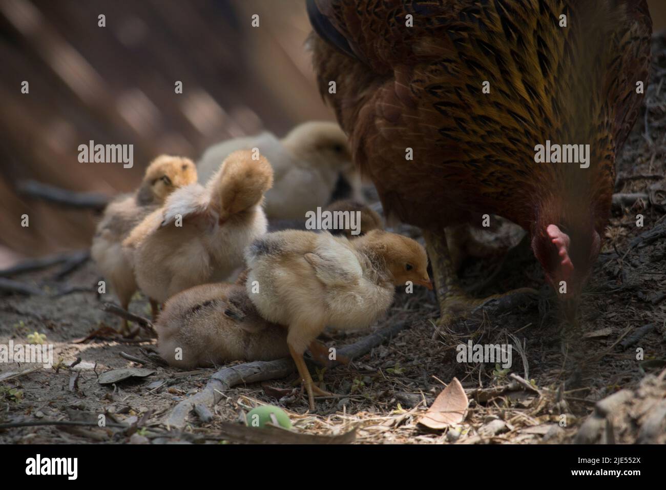 Magnifique portrait de poussins de bébé mignons. Banque D'Images