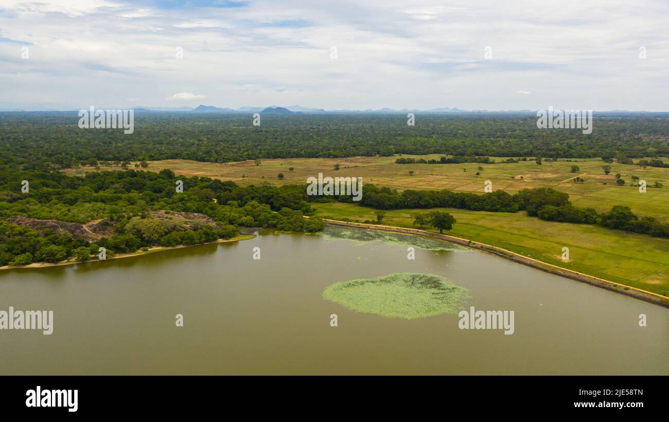 Lac Panama dans le parc national au milieu de la jungle verte. Sri Lanka. Baie d'Arugam. Banque D'Images