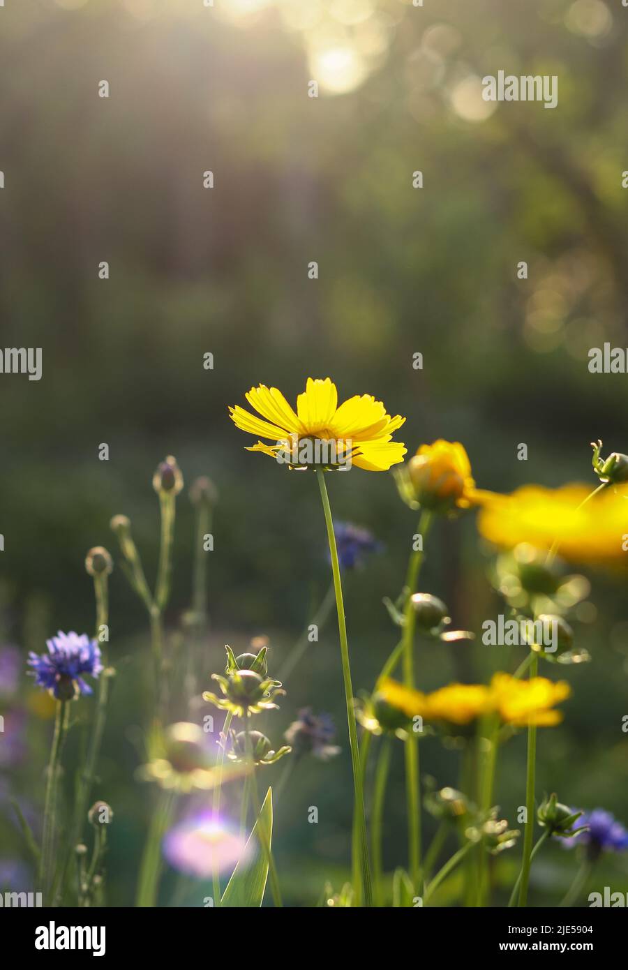 Champ de fleurs jaunes fleuries sur un coucher de soleil de fond. Arrière-plan nature d'été. Banque D'Images
