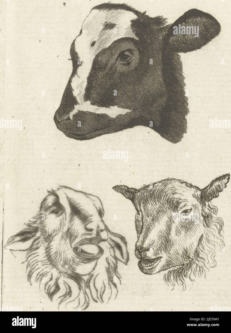 Tête de veau noir et blanc et deux têtes de mouton, imprimerie : Pieter Barbiers (IV), 1808 - 1848, papier, gravure, h 88 mm × l 65 mm Banque D'Images