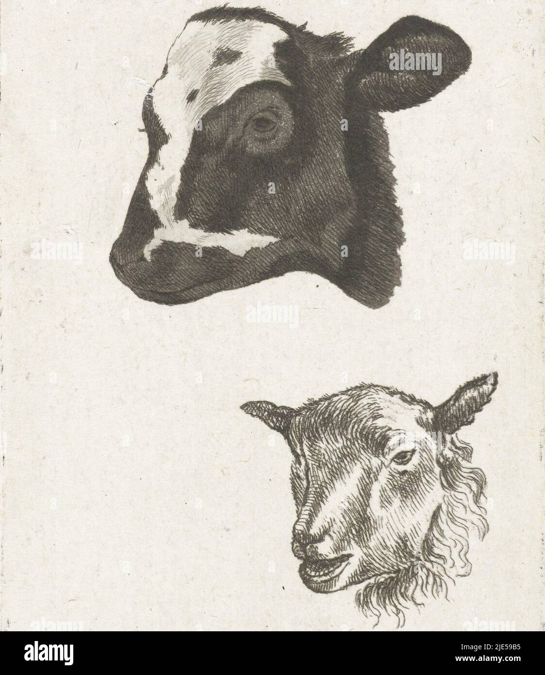 Tête de veau et de mouton noir et blanc, imprimerie : Pieter Barbiers (IV), 1808 - 1848, papier, gravure, h 88 mm × l 63 mm Banque D'Images