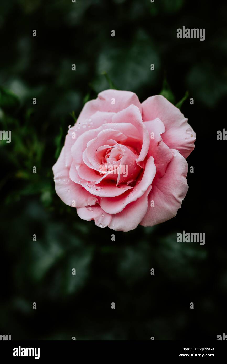Belle rose rose. Été fleur nature fond. Banque D'Images