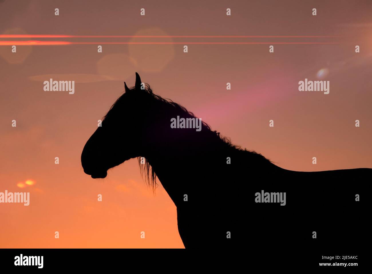 silhouette de cheval dans la prairie et magnifique coucher de soleil sur fond Banque D'Images