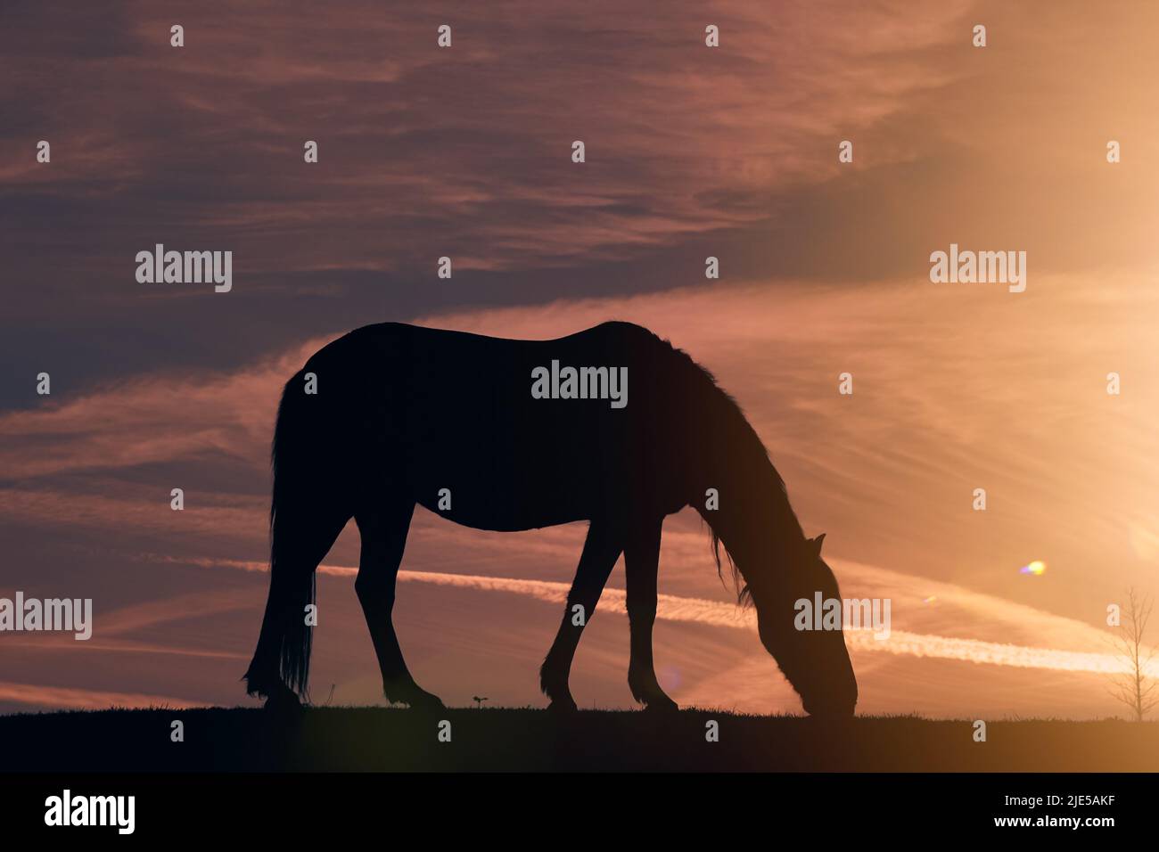 silhouette de cheval dans la prairie et magnifique coucher de soleil sur fond Banque D'Images