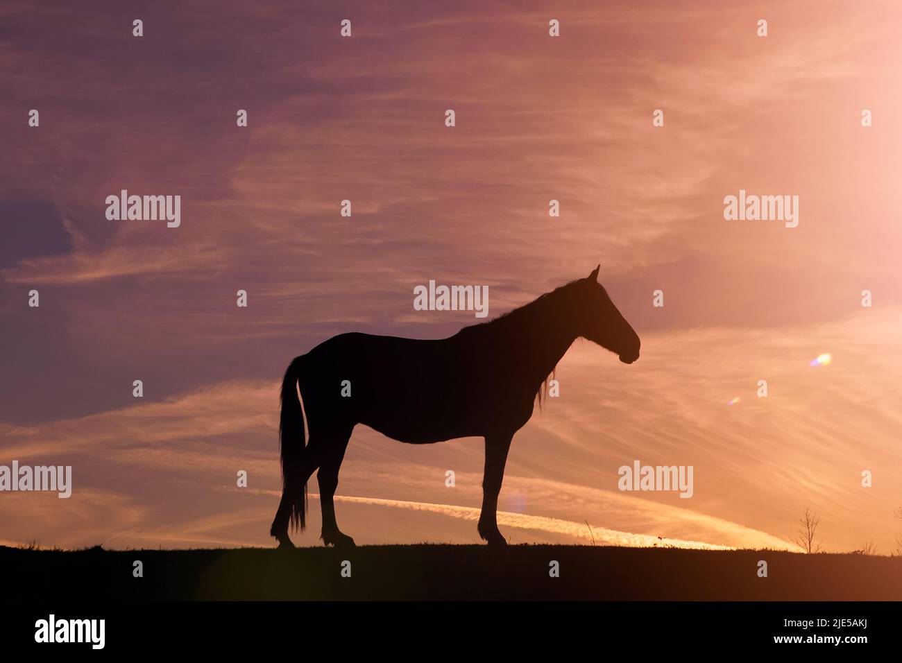 silhouette de cheval dans la prairie et magnifique coucher de soleil sur fond Banque D'Images