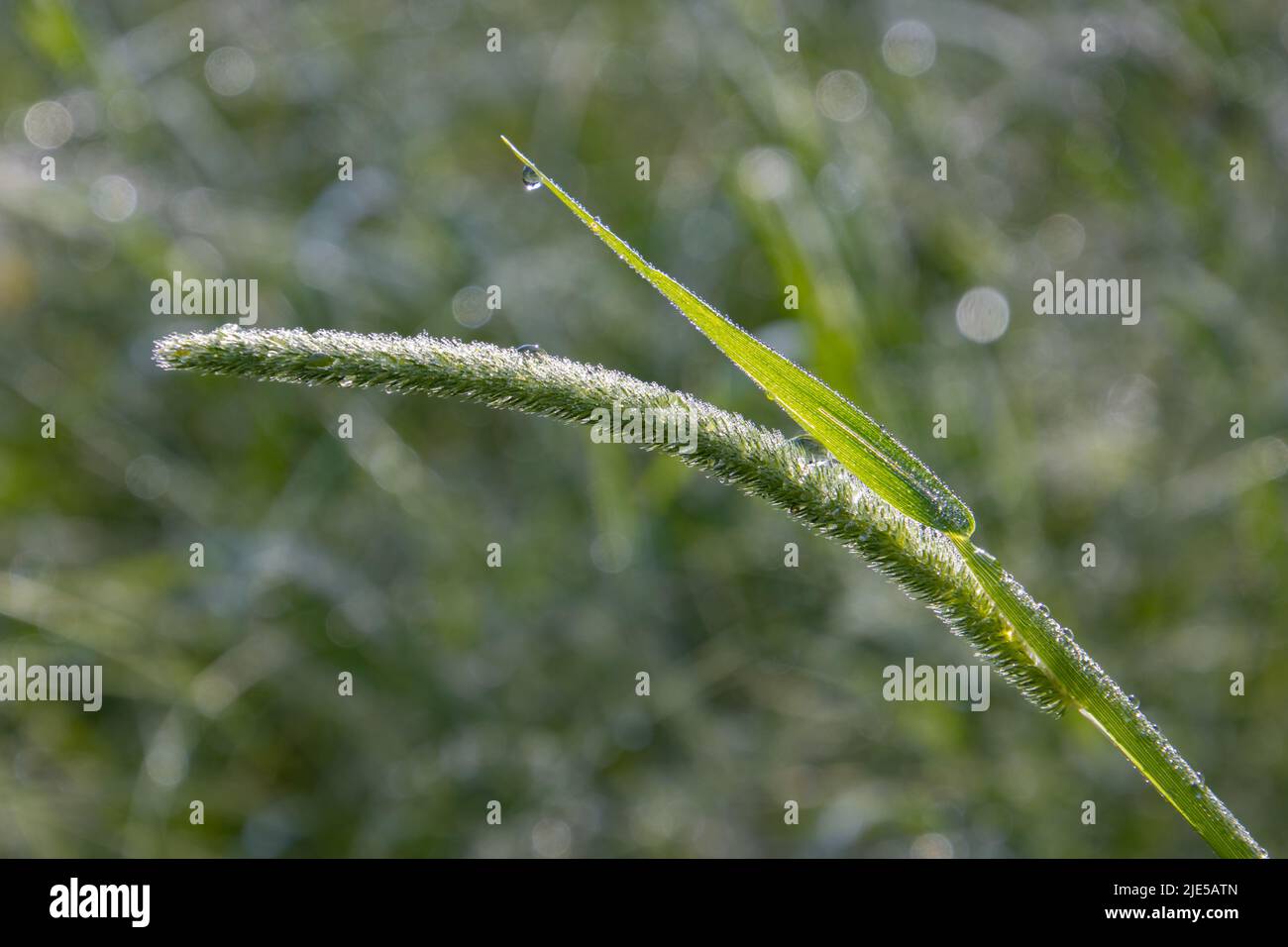 Gros plan de l'herbe de fléole avec des gouttes de rosée, avec l'espace de copie, Phleum pratense Banque D'Images