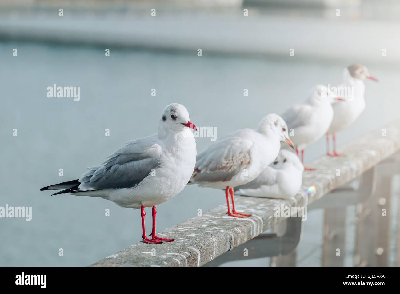 mouettes reposant dans le port Banque D'Images