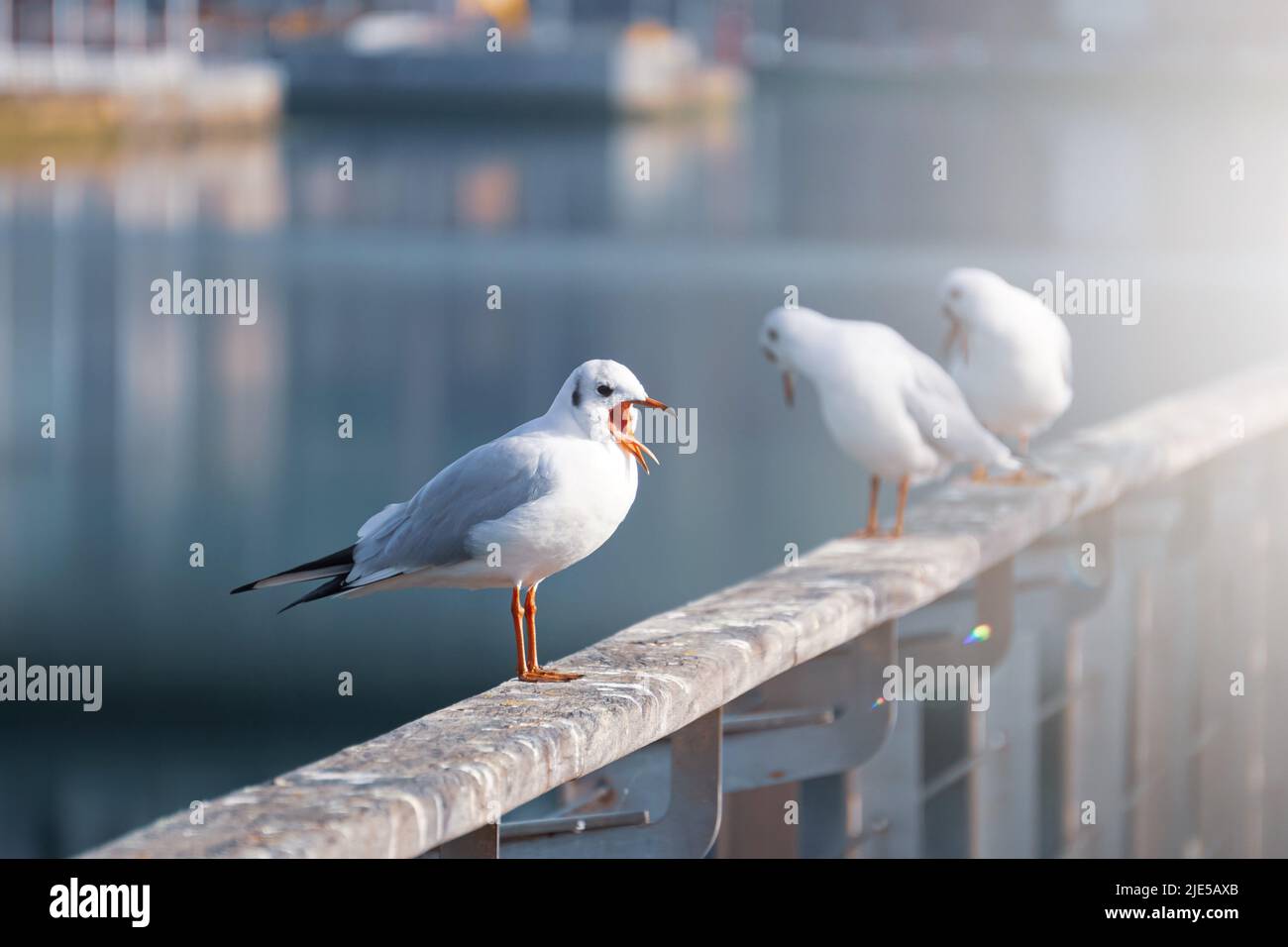 mouettes reposant dans le port Banque D'Images