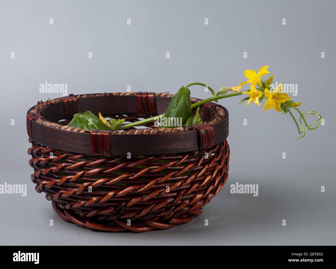 Céréales de légumes de citrouille Banque D'Images