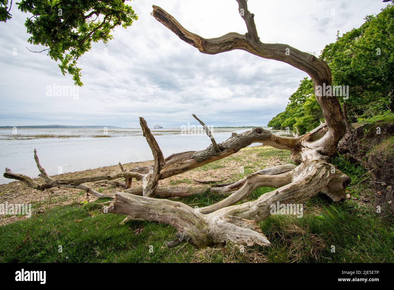 Squelette d'un arbre situé sur la plage près de Lymington, Hampshire, Royaume-Uni Banque D'Images