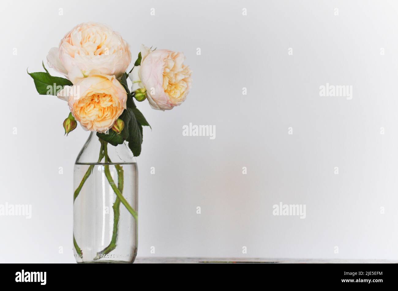 Photo studio de la Rose Claire Austin. L'arrangement est assis dans l'eau dans une bouteille de lait en verre et placé sur un fond blanc. Banque D'Images