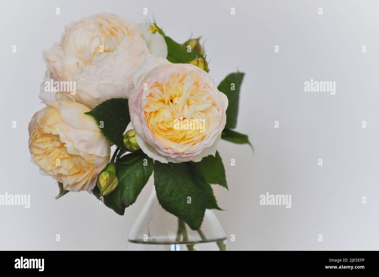 Photo studio de la Rose Claire Austin. L'arrangement est assis dans l'eau dans une bouteille de lait en verre et placé sur un fond blanc. Banque D'Images