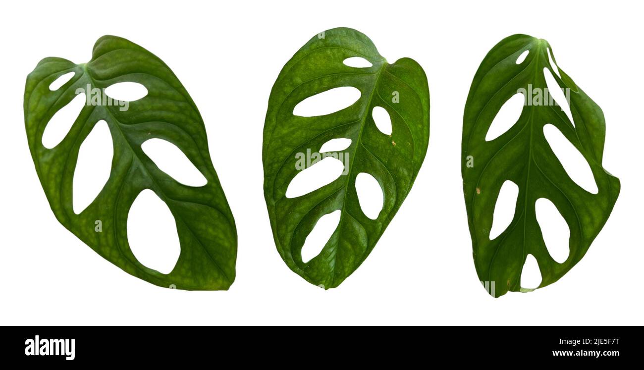Feuilles isolées de Monstera obliqua ou Expilata, feuilles vertes de Monstera obliqua qui est une plante purificateur d'air Banque D'Images