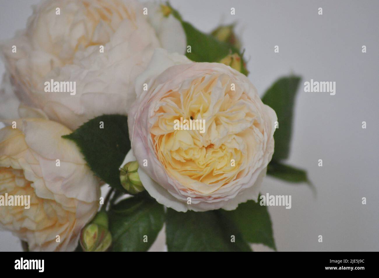 Photo studio de la Rose Claire Austin. L'arrangement est assis dans l'eau dans une bouteille de lait en verre et placé sur un fond blanc. Banque D'Images