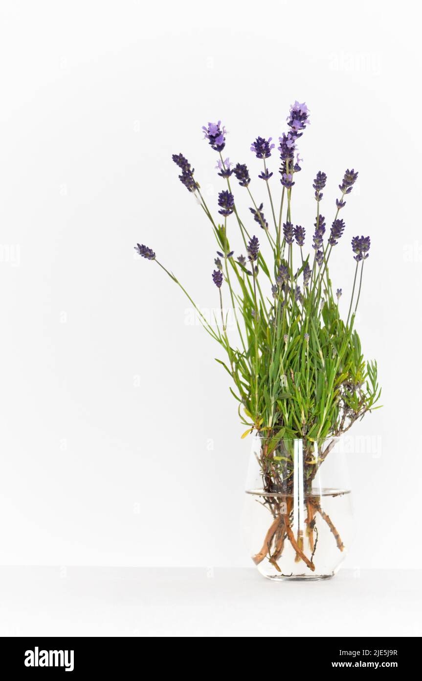 Couper les fleurs de lavande dans un récipient en verre placé sur un fond blanc. Banque D'Images