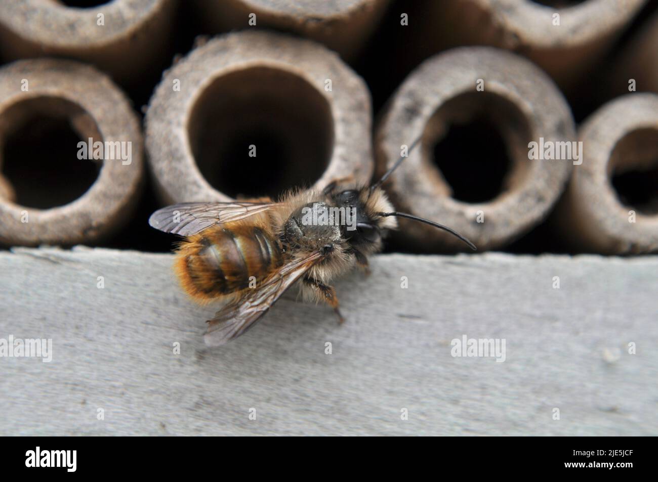 Une abeille solitaire reposant sur le bois à la base d'un hôtel de bambou Banque D'Images