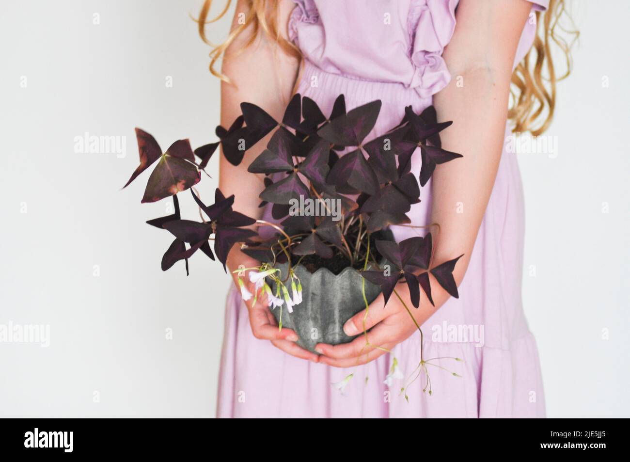 Une photo studio d'une jeune fille en robe violette tenant une plante en pot Oxalis triangularis sur fond blanc. Banque D'Images