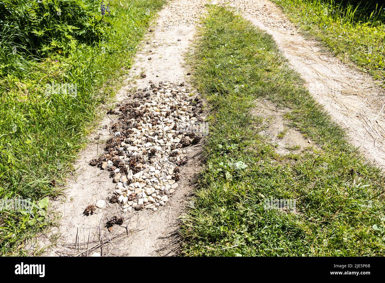 prenez la route de terre remplie de gravats et de cônes de pin dans le village de vacances le jour d'été ensoleillé Banque D'Images