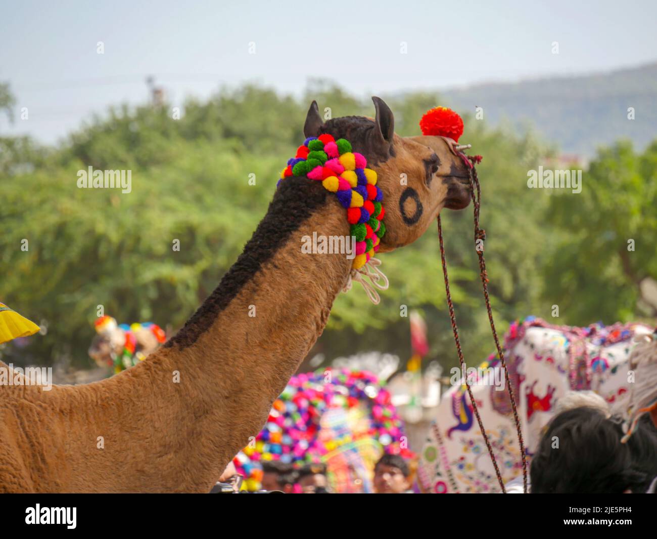 Pushkar, Rajasthan / Inde - 5 novembre 2019 : visage de chameau décoré gros plan photo dans le village rural du désert indien Banque D'Images