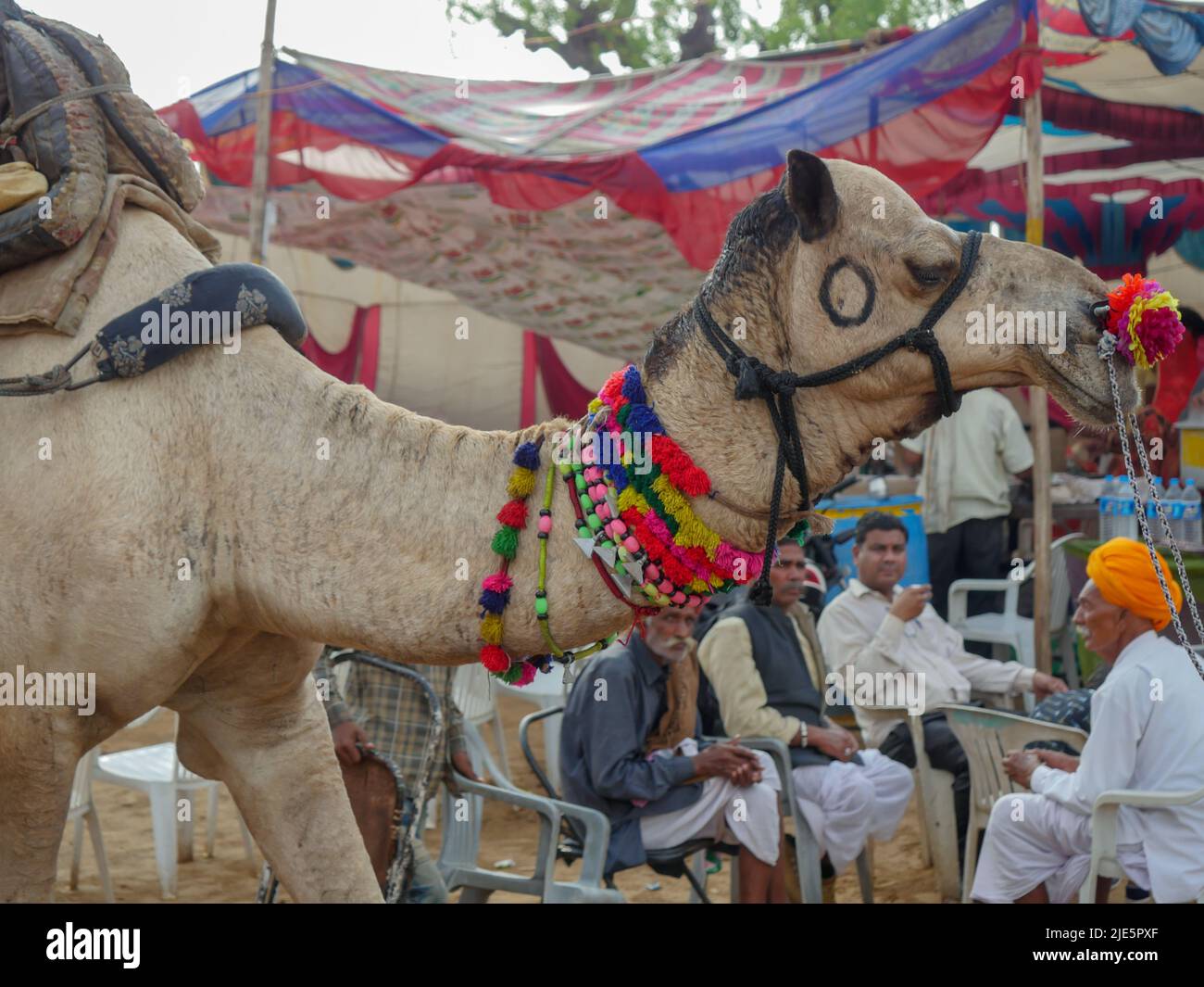 Pushkar, Rajasthan / Inde - 5 novembre 2019 : visage de chameau décoré gros plan photo dans le village rural du désert indien Banque D'Images