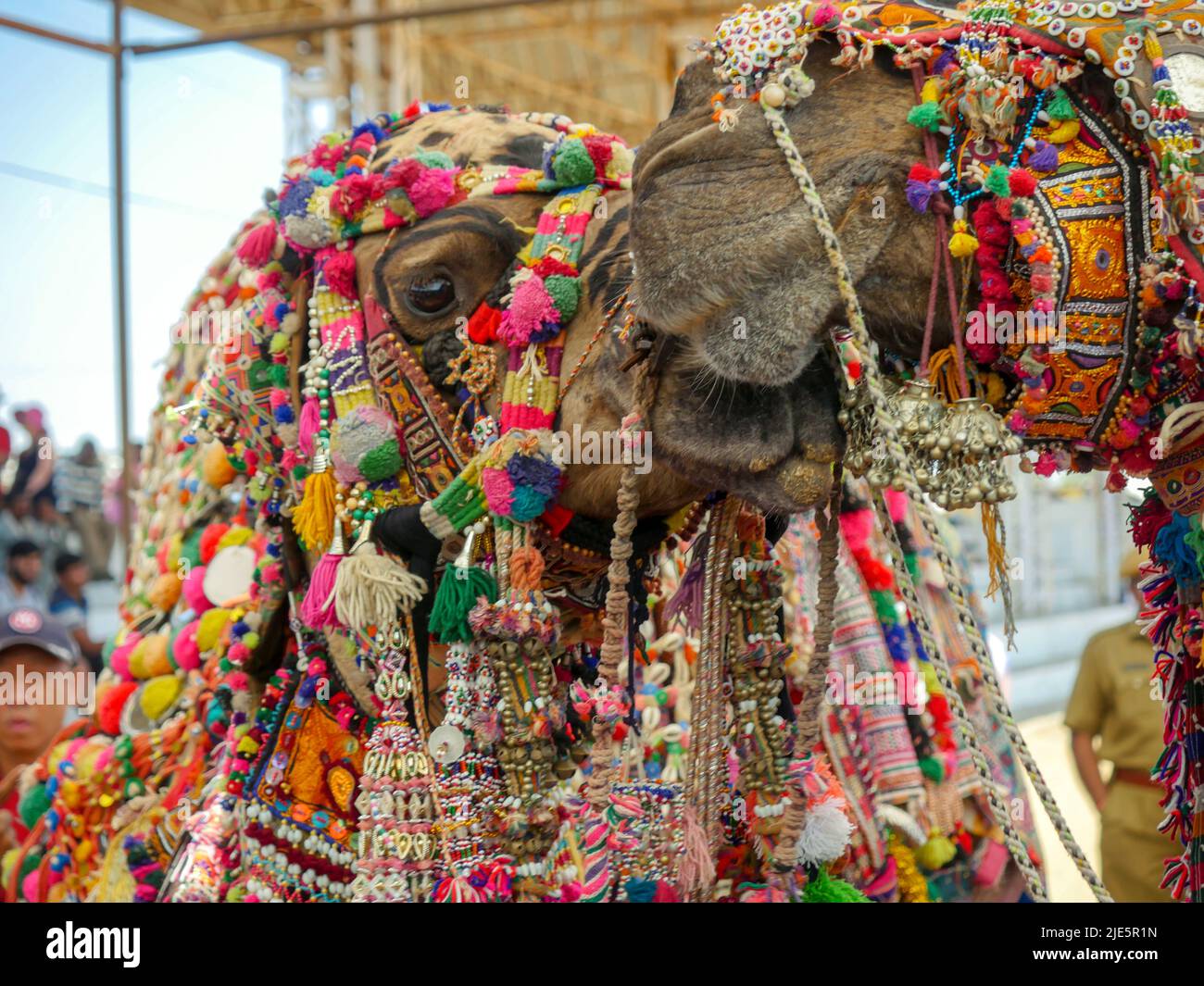 Pushkar, Rajasthan / Inde - 5 novembre 2019 : chameau décoré dans le plus grand festival indien de chameaux "Foire de chameaux de Pushkar". Banque D'Images Pushkar, Rajasthan / Inde - 5 novembre 2019 : chameau décoré dans le plus grand festival indien de chameaux "Foire de chameaux de Pushkar". Banque D'Images