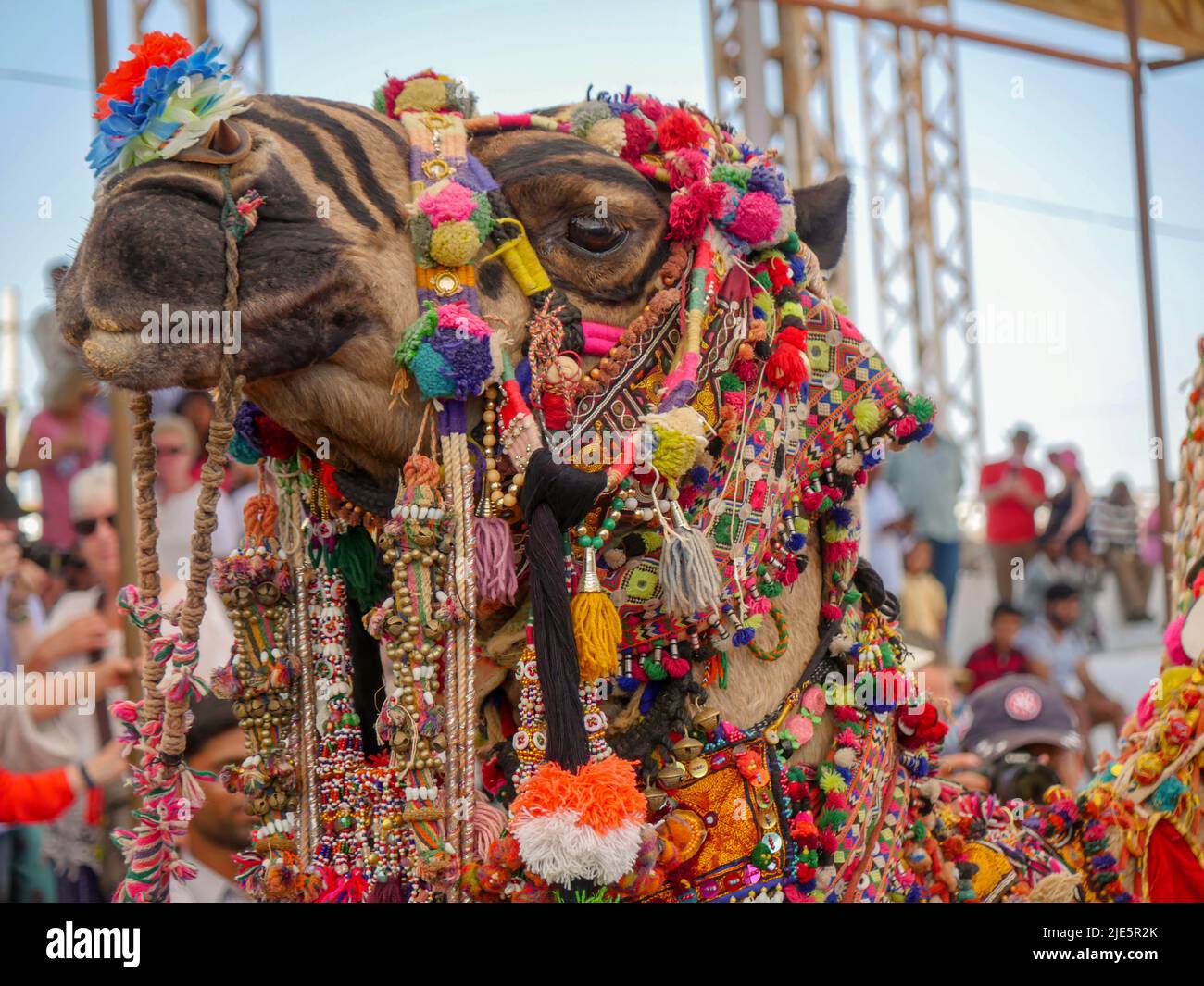 Pushkar, Rajasthan / Inde - 5 novembre 2019 : chameau décoré dans le plus grand festival indien de chameaux "Foire de chameaux de Pushkar". Banque D'Images Pushkar, Rajasthan / Inde - 5 novembre 2019 : chameau décoré dans le plus grand festival indien de chameaux "Foire de chameaux de Pushkar". Banque D'Images