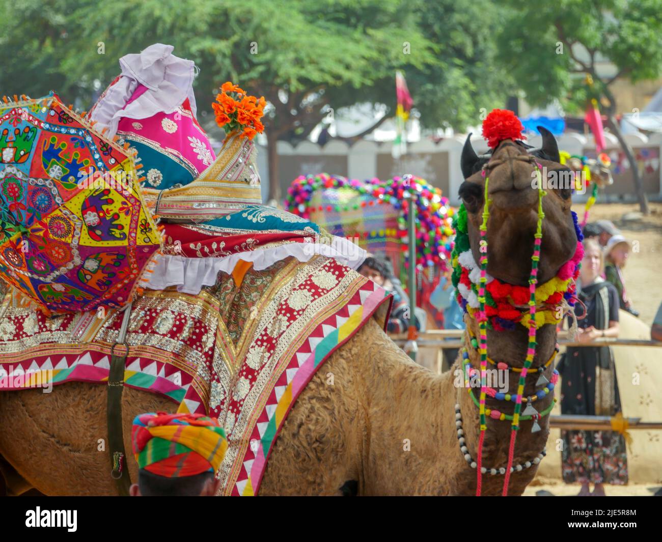 Pushkar, Rajasthan / Inde - 5 novembre 2019 : compétition de danse de chameau dans le plus grand festival de chameau de l'Inde « Foire de chameau de Pushkar ». Banque D'Images Pushkar, Rajasthan / Inde - 5 novembre 2019 : compétition de danse de chameau dans le plus grand festival de chameau de l'Inde « Foire de chameau de Pushkar ». Banque D'Images