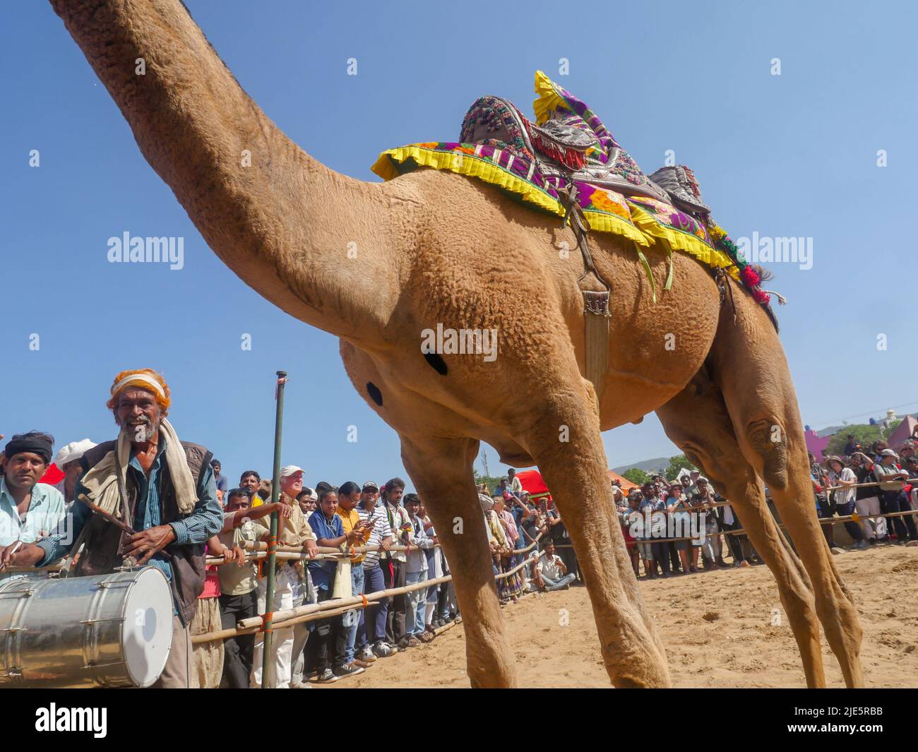 Pushkar, Rajasthan / Inde - 5 novembre 2019 : compétition de danse de chameau dans le plus grand festival de chameau de l'Inde « Foire de chameau de Pushkar ». Banque D'Images Pushkar, Rajasthan / Inde - 5 novembre 2019 : compétition de danse de chameau dans le plus grand festival de chameau de l'Inde « Foire de chameau de Pushkar ». Banque D'Images