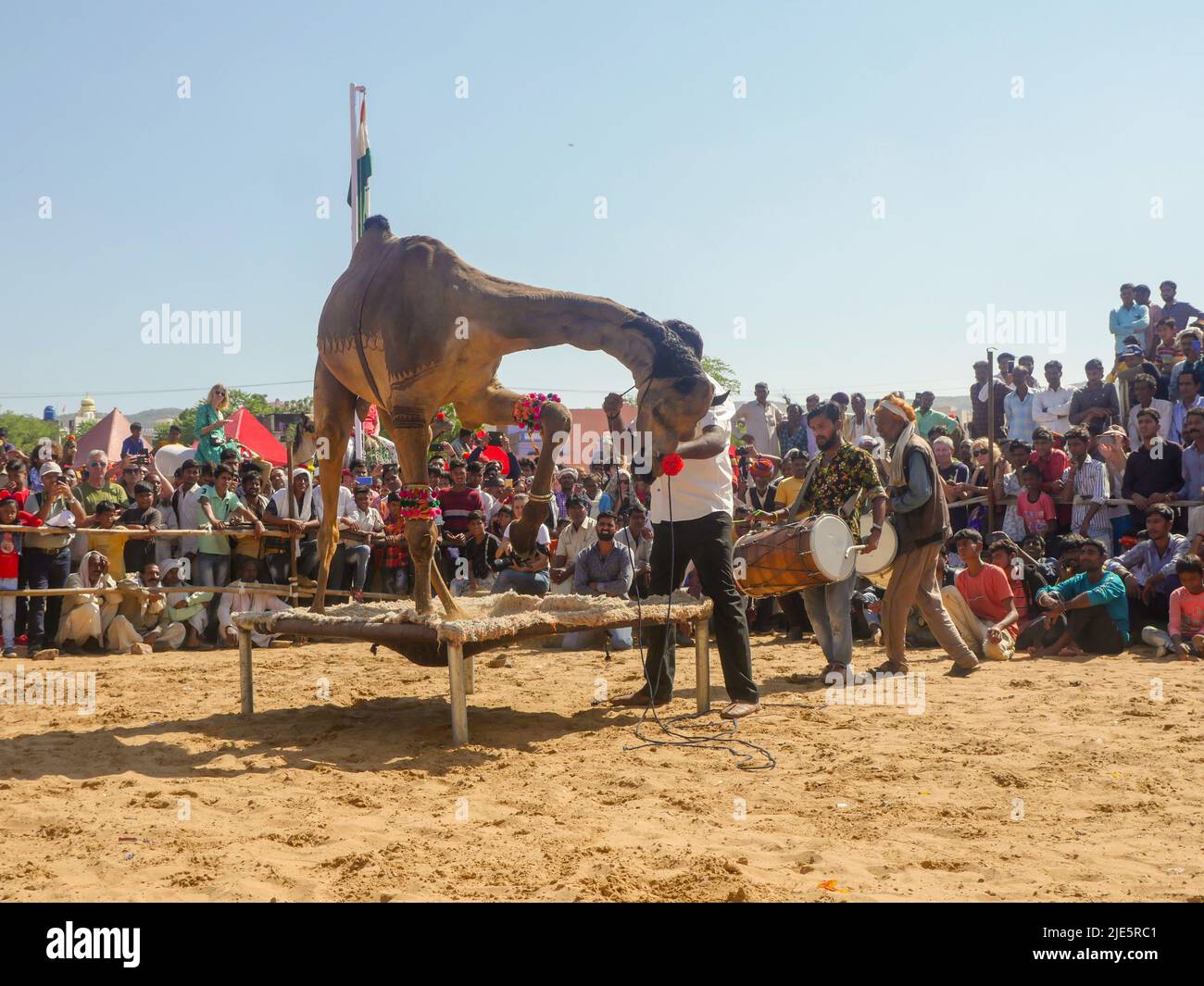 Pushkar, Rajasthan / Inde - 5 novembre 2019 : compétition de danse de chameau dans le plus grand festival de chameau de l'Inde « Foire de chameau de Pushkar ». Banque D'Images Pushkar, Rajasthan / Inde - 5 novembre 2019 : compétition de danse de chameau dans le plus grand festival de chameau de l'Inde « Foire de chameau de Pushkar ». Banque D'Images