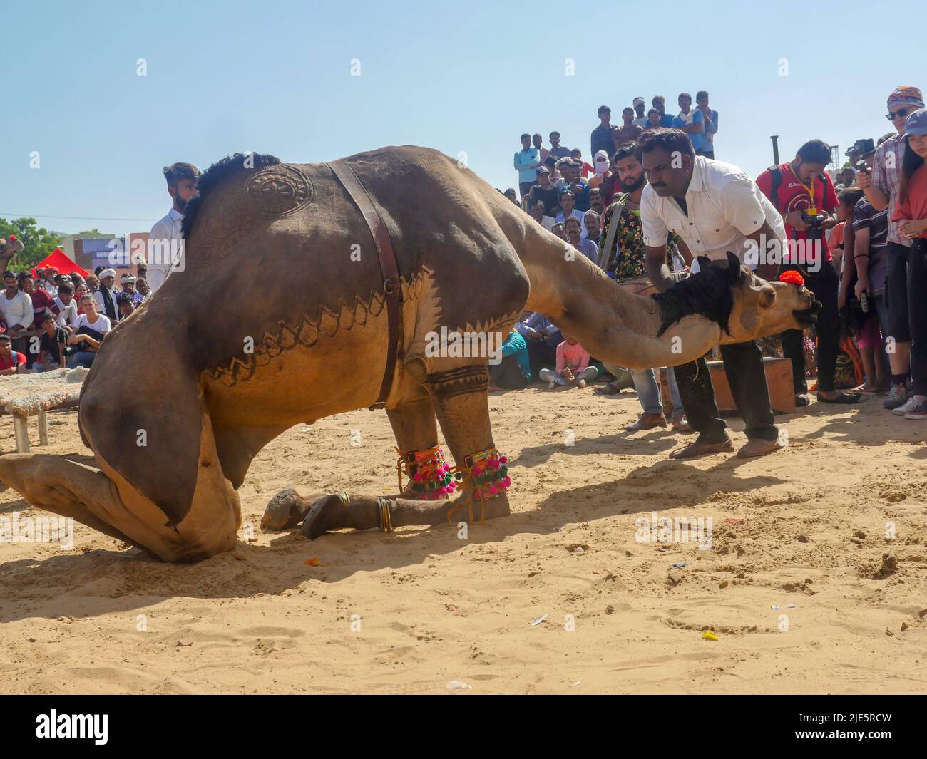 Pushkar, Rajasthan / Inde - 5 novembre 2019 : compétition de danse de chameau dans le plus grand festival de chameau de l'Inde « Foire de chameau de Pushkar ». Banque D'Images Pushkar, Rajasthan / Inde - 5 novembre 2019 : compétition de danse de chameau dans le plus grand festival de chameau de l'Inde « Foire de chameau de Pushkar ». Banque D'Images