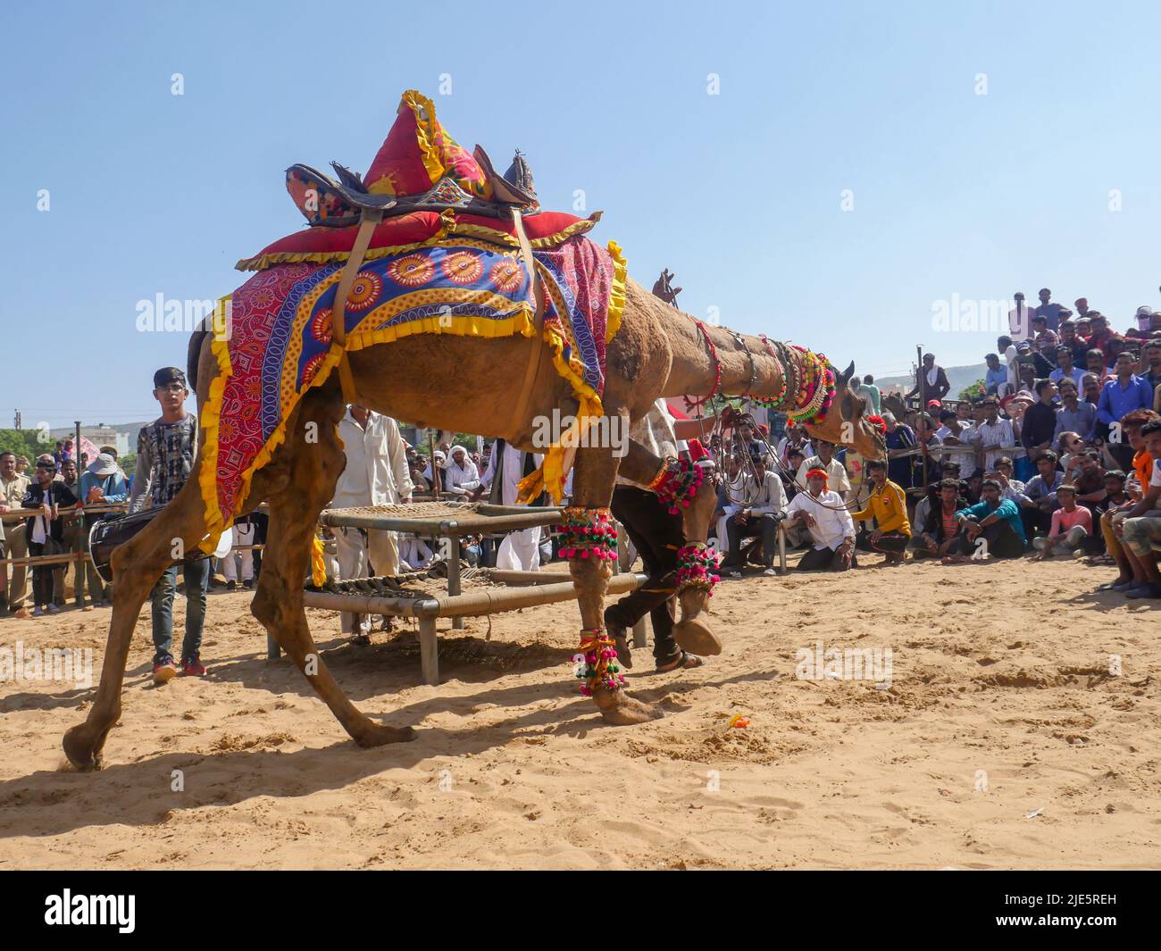 Pushkar, Rajasthan / Inde - 5 novembre 2019 : compétition de danse de chameau dans le plus grand festival de chameau de l'Inde « Foire de chameau de Pushkar ». Banque D'Images Pushkar, Rajasthan / Inde - 5 novembre 2019 : compétition de danse de chameau dans le plus grand festival de chameau de l'Inde « Foire de chameau de Pushkar ». Banque D'Images