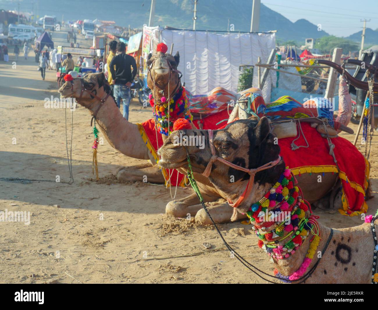 Pushkar, Rajasthan / Inde - 5 novembre 2019 : le troupeau de chameaux s'est rassemblé pour le commerce au plus grand festival indien du désert de chameaux "Foire de chameaux de Pushkar". Banque D'Images Pushkar, Rajasthan / Inde - 5 novembre 2019 : le troupeau de chameaux s'est rassemblé pour le commerce au plus grand festival indien du désert de chameaux "Foire de chameaux de Pushkar". Banque D'Images