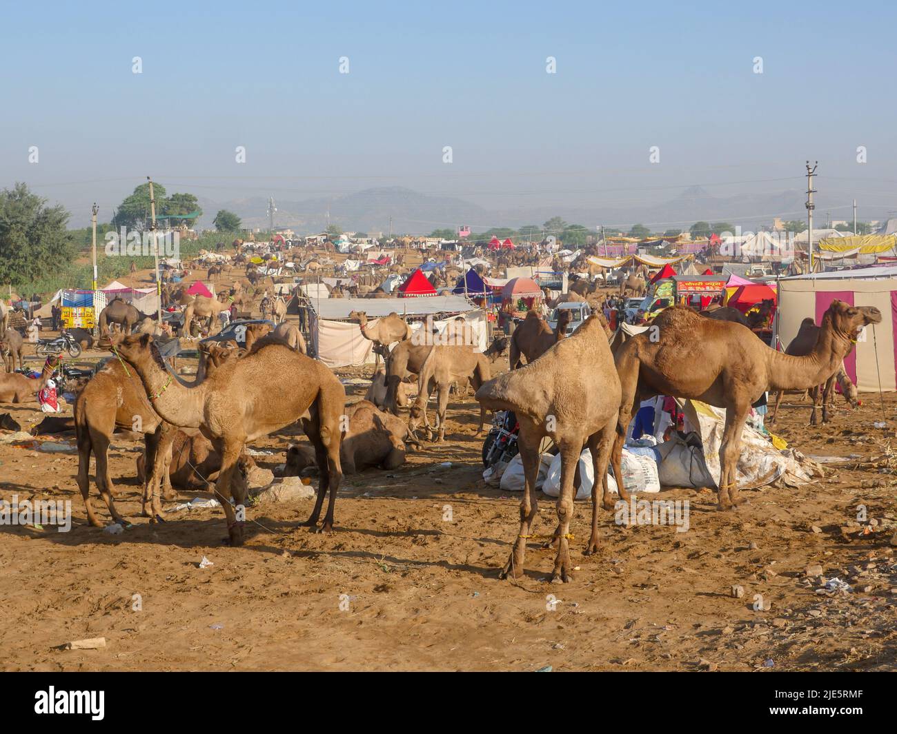 Pushkar, Rajasthan / Inde - 5 novembre 2019 : le troupeau de chameaux s'est rassemblé pour le commerce au plus grand festival indien du désert de chameaux "Foire de chameaux de Pushkar". Banque D'Images Pushkar, Rajasthan / Inde - 5 novembre 2019 : le troupeau de chameaux s'est rassemblé pour le commerce au plus grand festival indien du désert de chameaux "Foire de chameaux de Pushkar". Banque D'Images