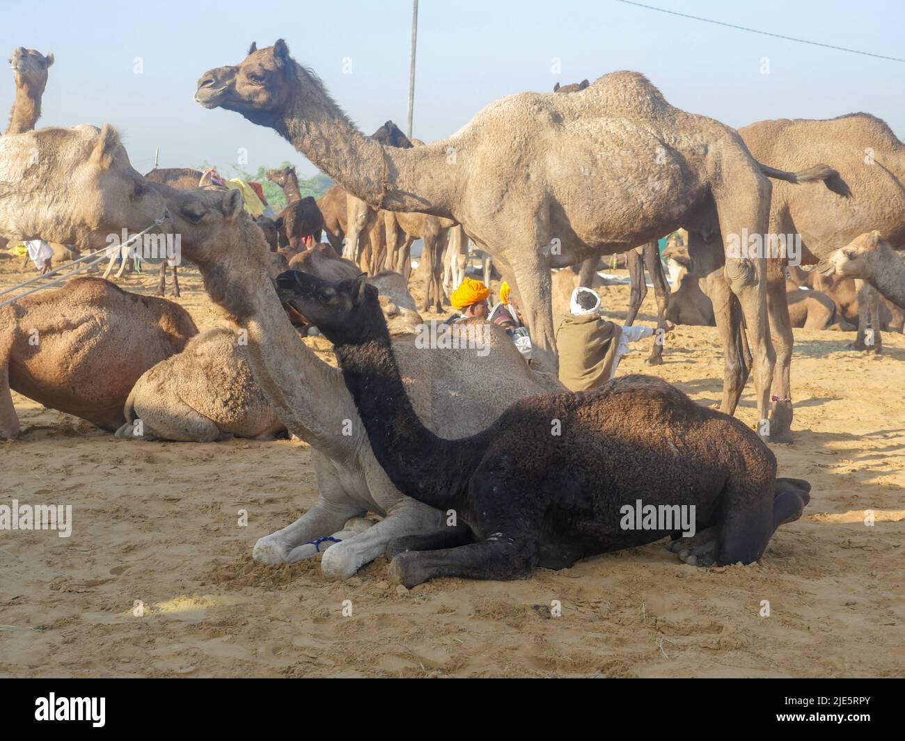 Pushkar, Rajasthan / Inde - 5 novembre 2019 : le troupeau de chameaux s'est rassemblé pour le commerce au plus grand festival indien du désert de chameaux "Foire de chameaux de Pushkar". Banque D'Images Pushkar, Rajasthan / Inde - 5 novembre 2019 : le troupeau de chameaux s'est rassemblé pour le commerce au plus grand festival indien du désert de chameaux "Foire de chameaux de Pushkar". Banque D'Images
