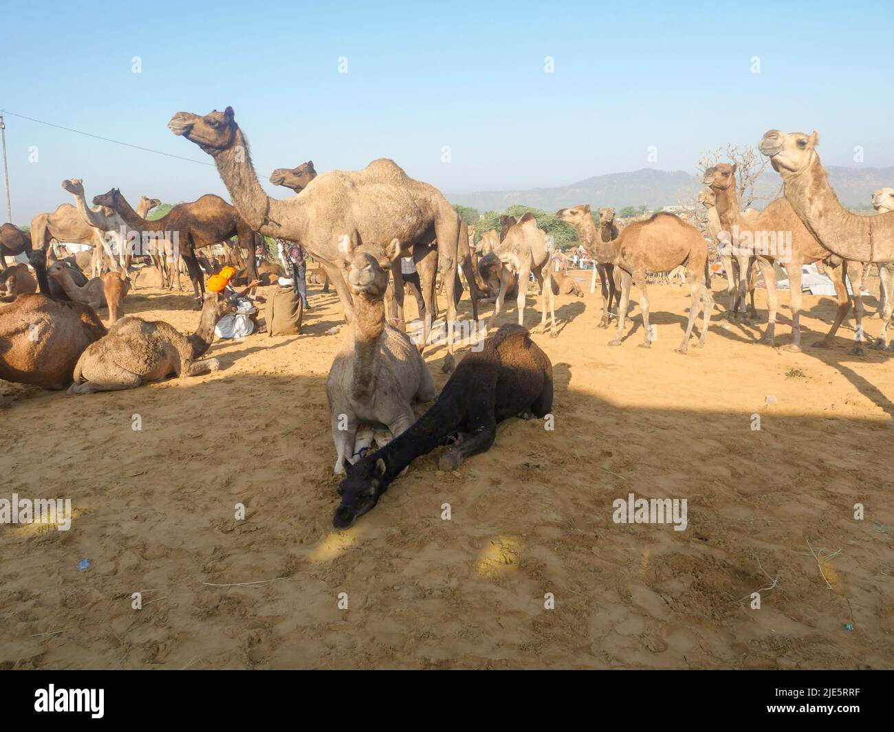 Pushkar, Rajasthan / Inde - 5 novembre 2019 : le troupeau de chameaux s'est rassemblé pour le commerce au plus grand festival indien du désert de chameaux "Foire de chameaux de Pushkar". Banque D'Images