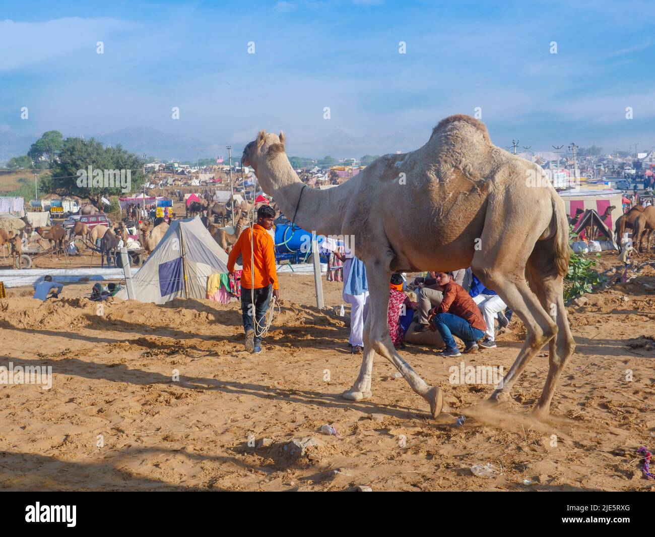 Pushkar, Rajasthan / Inde - 5 novembre 2019 : le troupeau de chameaux s'est rassemblé pour le commerce au plus grand festival indien du désert de chameaux "Foire de chameaux de Pushkar". Banque D'Images Pushkar, Rajasthan / Inde - 5 novembre 2019 : le troupeau de chameaux s'est rassemblé pour le commerce au plus grand festival indien du désert de chameaux "Foire de chameaux de Pushkar". Banque D'Images