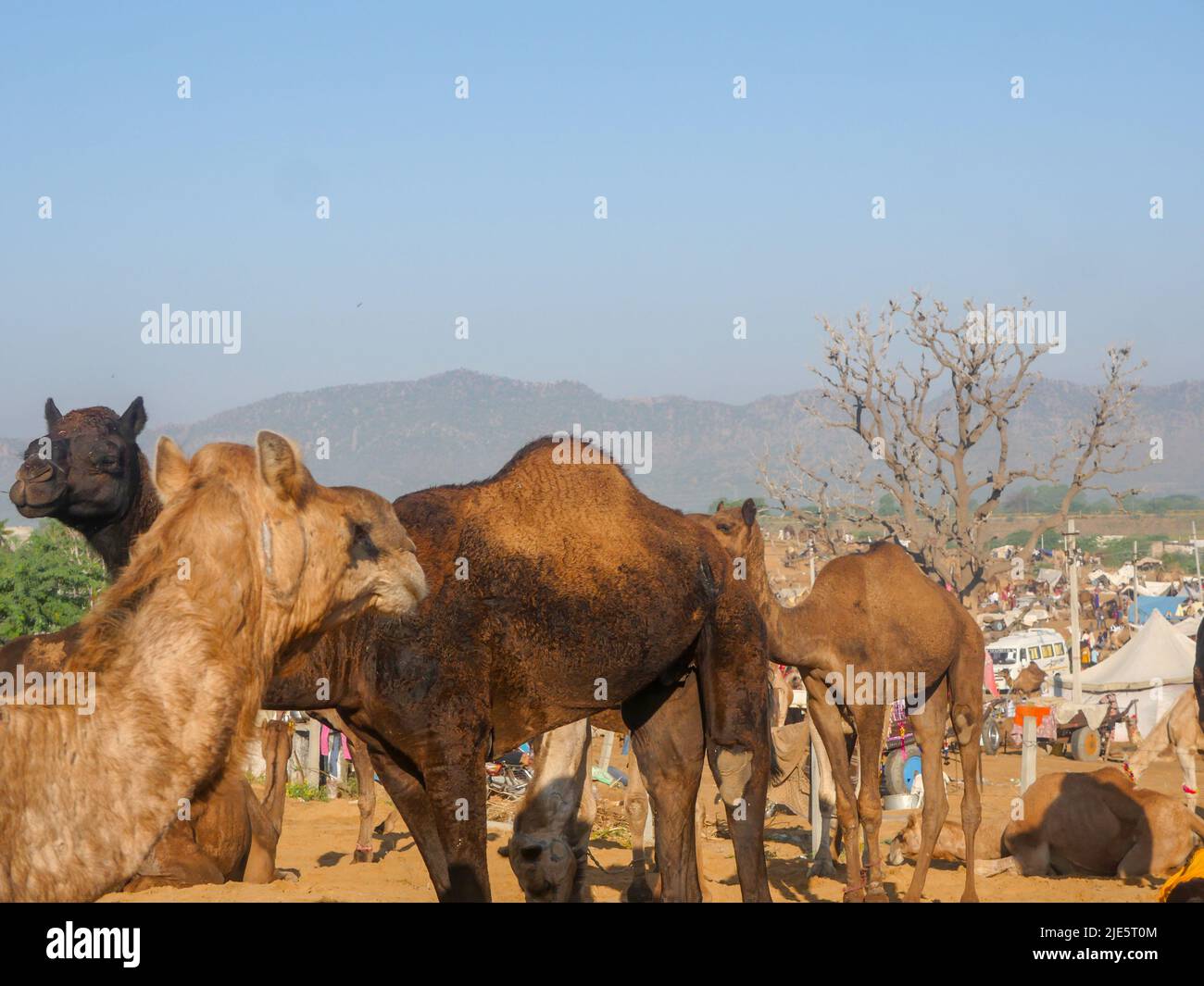 Pushkar, Rajasthan / Inde - 5 novembre 2019 : le troupeau de chameaux s'est rassemblé pour le commerce au plus grand festival indien du désert de chameaux "Foire de chameaux de Pushkar". Banque D'Images