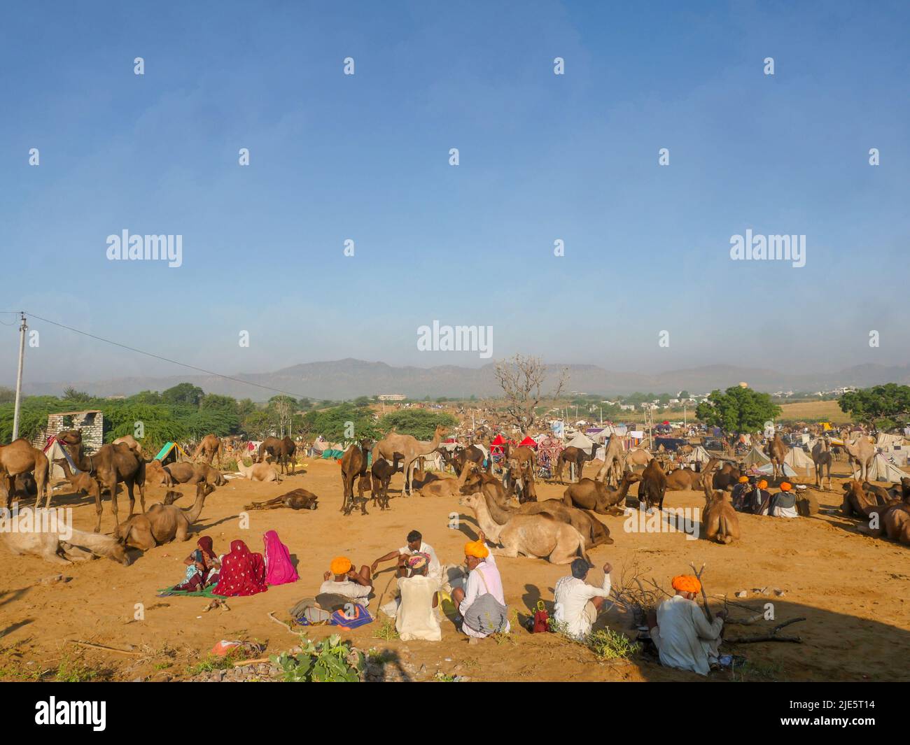 Pushkar, Rajasthan / Inde - 5 novembre 2019 : le troupeau de chameaux s'est rassemblé pour le commerce au plus grand festival indien du désert de chameaux "Foire de chameaux de Pushkar". Banque D'Images Pushkar, Rajasthan / Inde - 5 novembre 2019 : le troupeau de chameaux s'est rassemblé pour le commerce au plus grand festival indien du désert de chameaux "Foire de chameaux de Pushkar". Banque D'Images