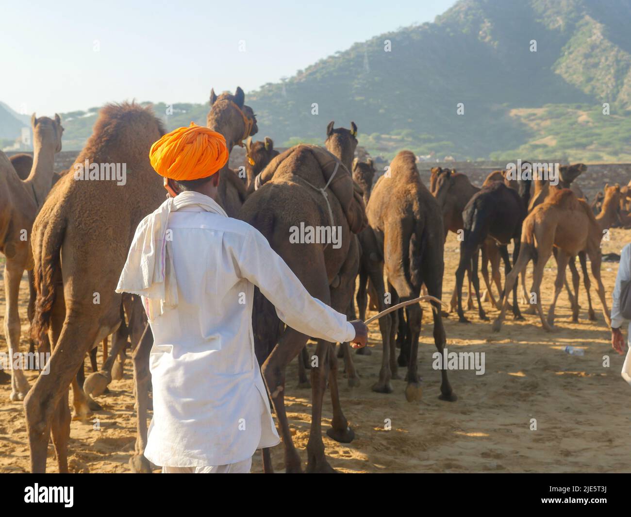 Pushkar, Rajasthan / Inde - 5 novembre 2019 : le troupeau de chameaux s'est rassemblé pour le commerce au plus grand festival indien du désert de chameaux "Foire de chameaux de Pushkar". Banque D'Images Pushkar, Rajasthan / Inde - 5 novembre 2019 : le troupeau de chameaux s'est rassemblé pour le commerce au plus grand festival indien du désert de chameaux "Foire de chameaux de Pushkar". Banque D'Images