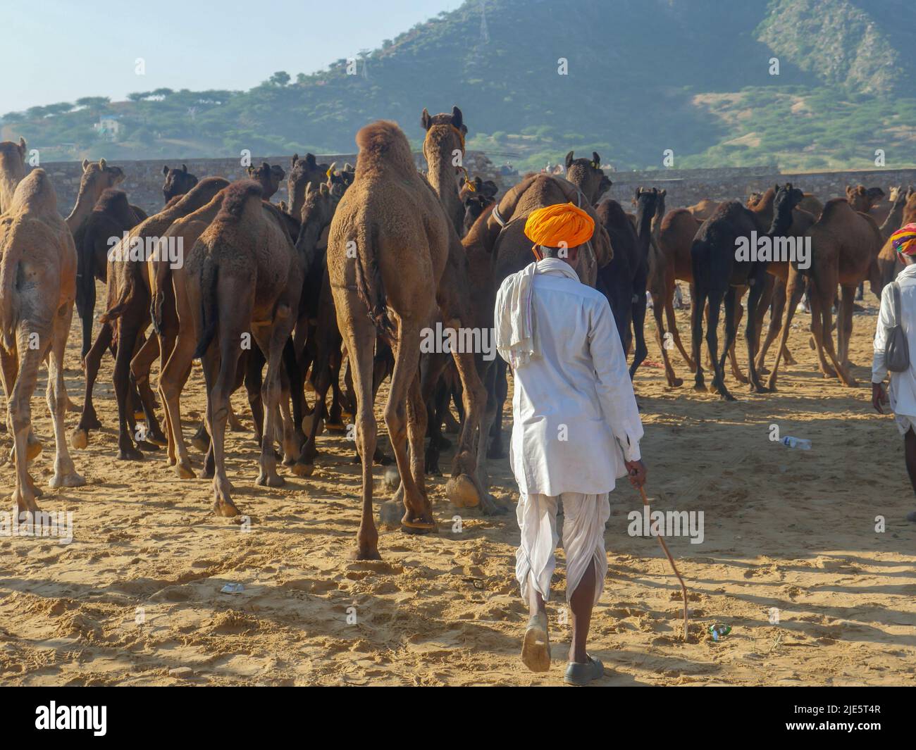 Pushkar, Rajasthan / Inde - 5 novembre 2019 : le troupeau de chameaux s'est rassemblé pour le commerce au plus grand festival indien du désert de chameaux "Foire de chameaux de Pushkar". Banque D'Images Pushkar, Rajasthan / Inde - 5 novembre 2019 : le troupeau de chameaux s'est rassemblé pour le commerce au plus grand festival indien du désert de chameaux "Foire de chameaux de Pushkar". Banque D'Images