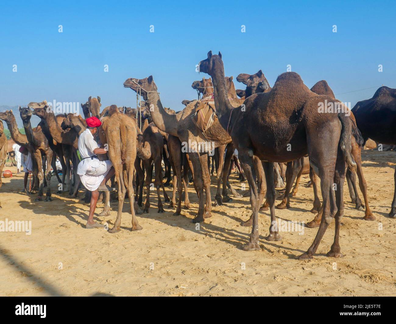 Pushkar, Rajasthan / Inde - 5 novembre 2019 : le troupeau de chameaux s'est rassemblé pour le commerce au plus grand festival indien du désert de chameaux "Foire de chameaux de Pushkar". Banque D'Images Pushkar, Rajasthan / Inde - 5 novembre 2019 : le troupeau de chameaux s'est rassemblé pour le commerce au plus grand festival indien du désert de chameaux "Foire de chameaux de Pushkar". Banque D'Images