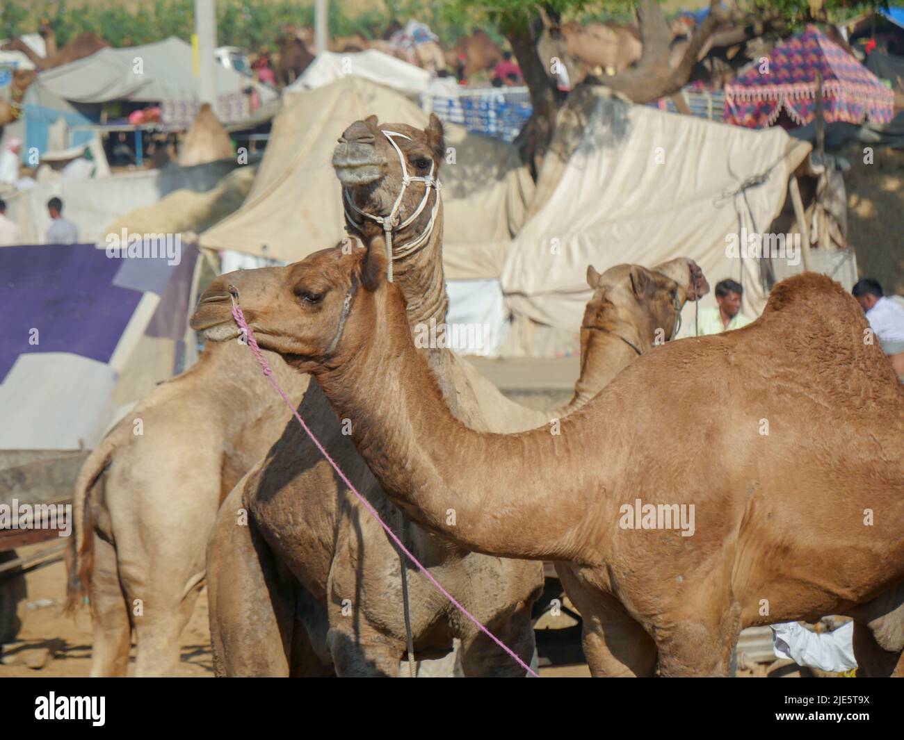 Pushkar, Rajasthan / Inde - 5 novembre 2019 : le troupeau de chameaux s'est rassemblé pour le commerce au plus grand festival indien du désert de chameaux "Foire de chameaux de Pushkar". Banque D'Images Pushkar, Rajasthan / Inde - 5 novembre 2019 : le troupeau de chameaux s'est rassemblé pour le commerce au plus grand festival indien du désert de chameaux "Foire de chameaux de Pushkar". Banque D'Images