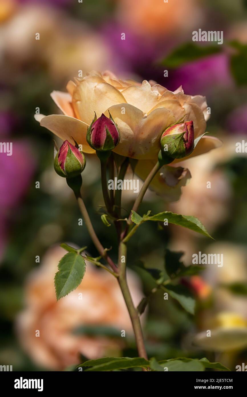 Gros plan des fleurs de Rosa 'Lady of Shalott' dans un jardin de roses en été Banque D'Images