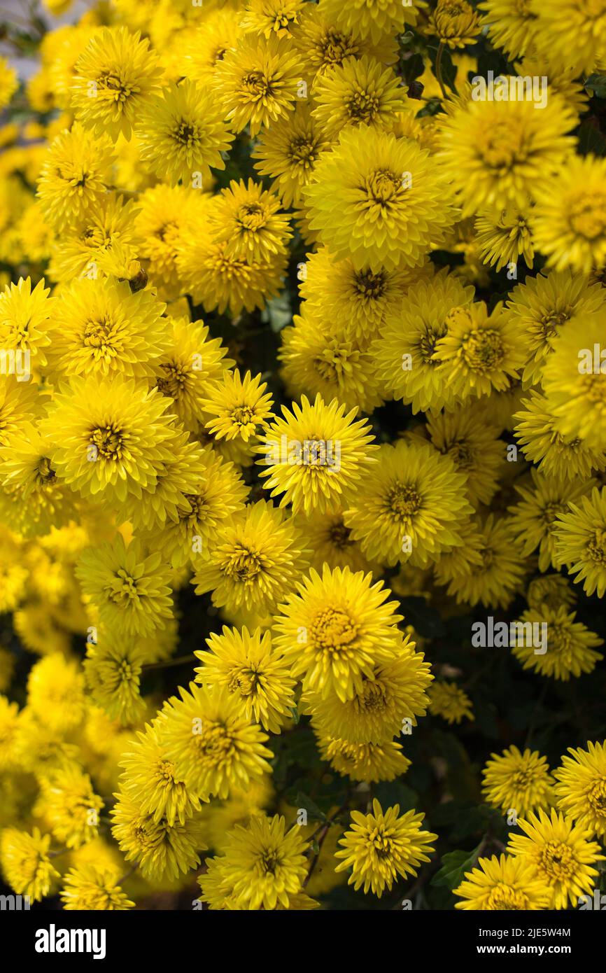 nombreuses fleurs de chrysanthème jaune, fond floral naturel. Floriculture avec amour Banque D'Images