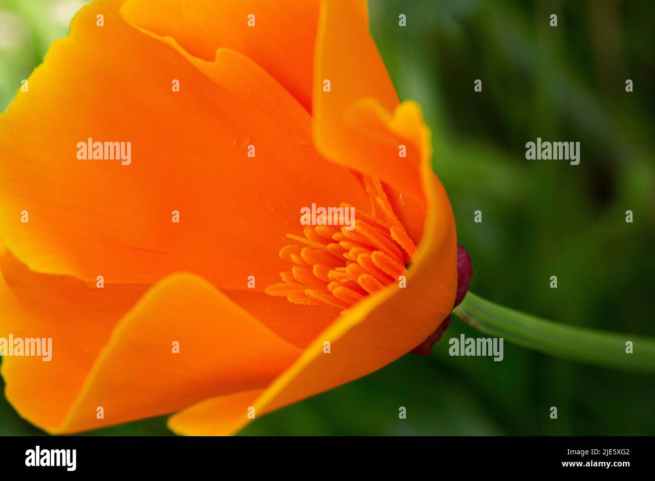 Image macro d'une ouverture de fleur de pavot orange comme une balise montrant l'endurance, les anthères et le pollen Banque D'Images