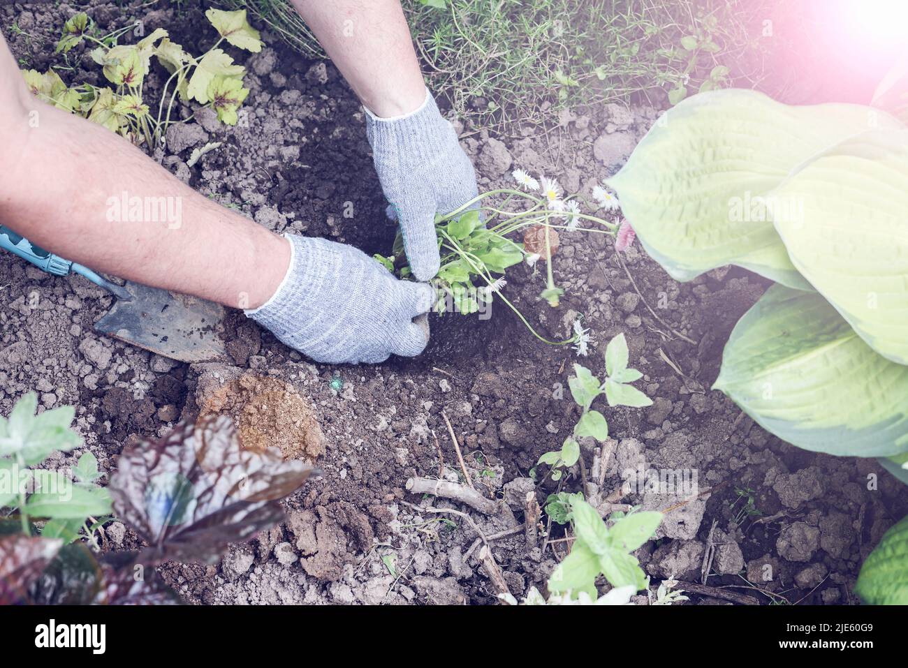 les mains des hommes en gants plantant la plante dans le sol. horticulture et connexion avec la nature concept. jardinage conscient passe-temps et vie. sélectif foyer Banque D'Images